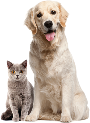 A dog and a cat