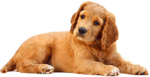 a puppy