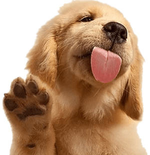 a puppy